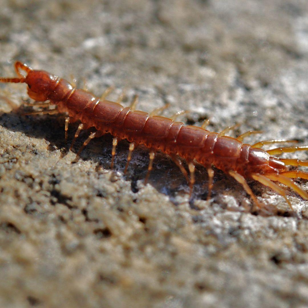 centipede removal