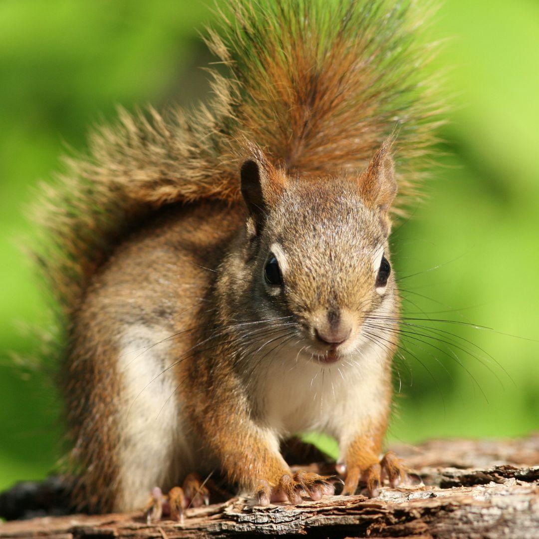 squirrel removal bRAMPTON